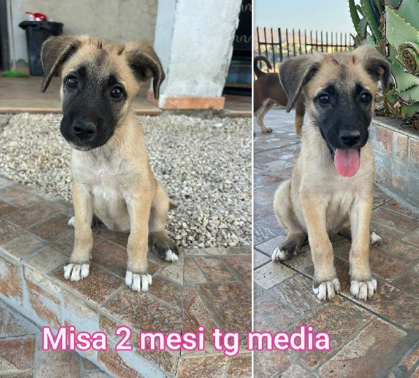 SALVATE UN CUCCIOLO  Foto 3