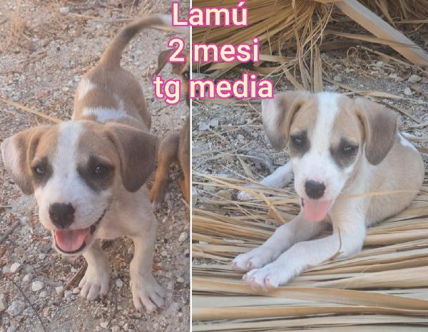 SALVATE UN CUCCIOLO  Foto 4
