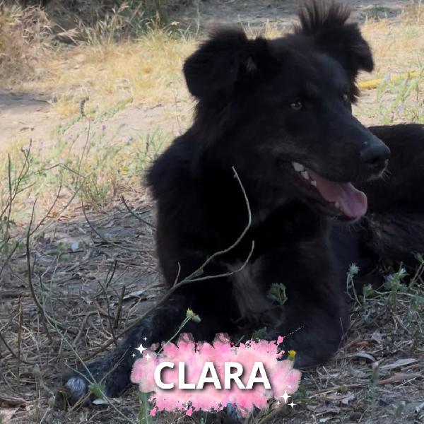 Clara 8 Mesi Taglia Media 