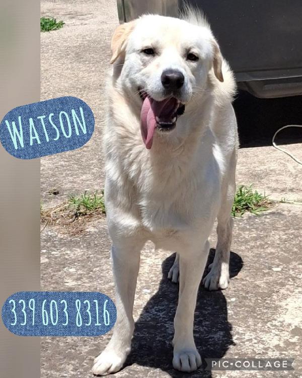 Watson 2 Anni Taglia Media 