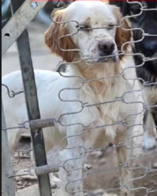 Setter 2/3Anni Nessuno Lo Considera!