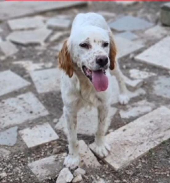 Setter 2/3anni NESSUNO LO CONSIDERA! Foto 2