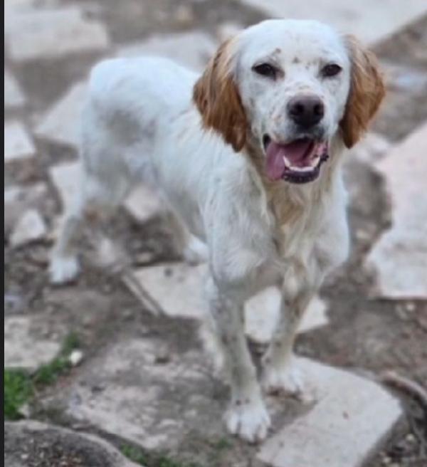 Setter 2/3anni NESSUNO LO CONSIDERA! Foto 3