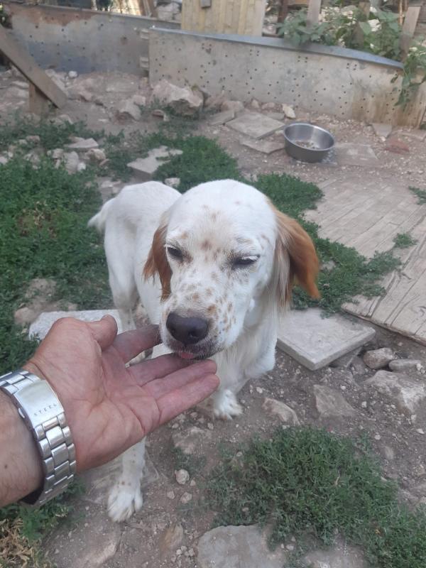Setter 2/3anni NESSUNO LO CONSIDERA! Foto 4