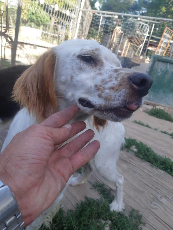 Setter 2/3anni NESSUNO LO CONSIDERA! Foto 5