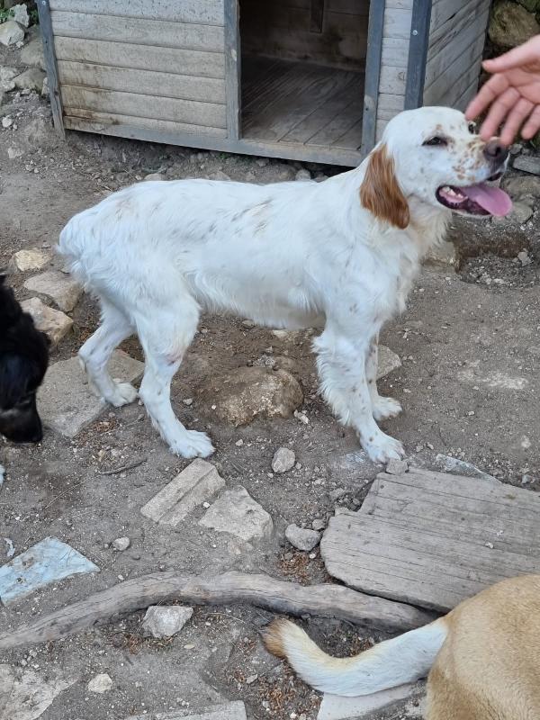 Setter 2/3anni NESSUNO LO CONSIDERA! Foto 6