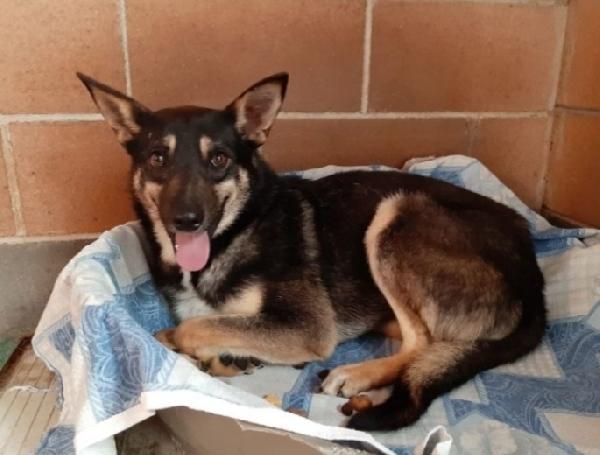 Bolt pastorino adulto  Foto 4