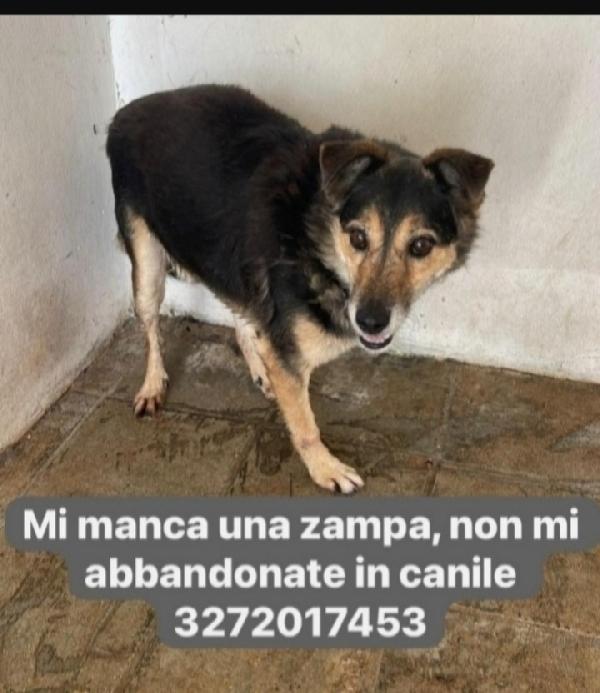 Tripode 8Anni Kg10 Sos Puglia