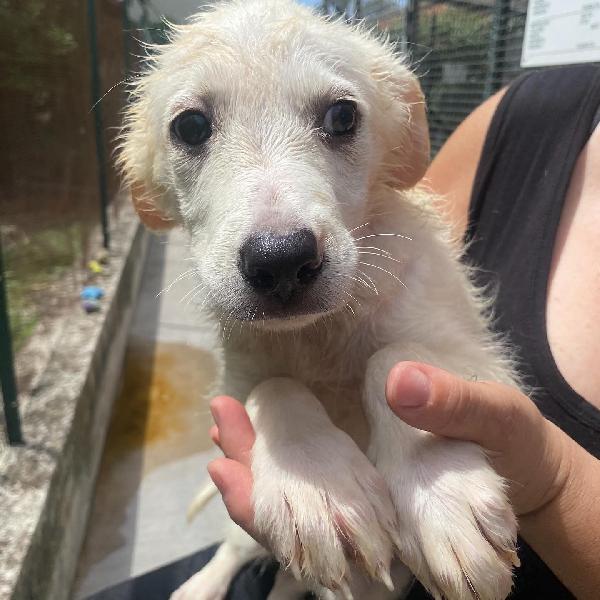 Lara Cucciola 2 Mesi Cerca Casa - Adozione Canile Di Latina