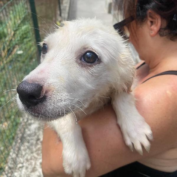Lara cucciola 2 mesi cerca casa - adozione canile di Latina Foto 4