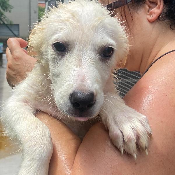 Lara cucciola 2 mesi cerca casa - adozione canile di Latina Foto 5