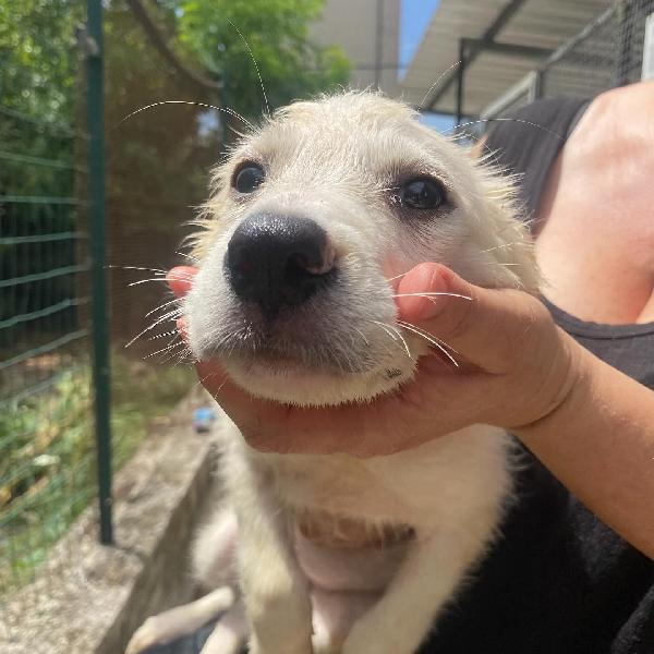 Lara cucciola 2 mesi cerca casa - adozione canile di Latina Foto 7