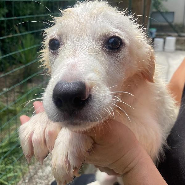 Lara cucciola 2 mesi cerca casa - adozione canile di Latina Foto 8