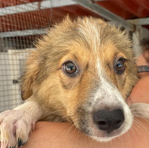 Loretta Cucciolotta 2 Mesi Cerca Casa - Adozione Canile Di Latina