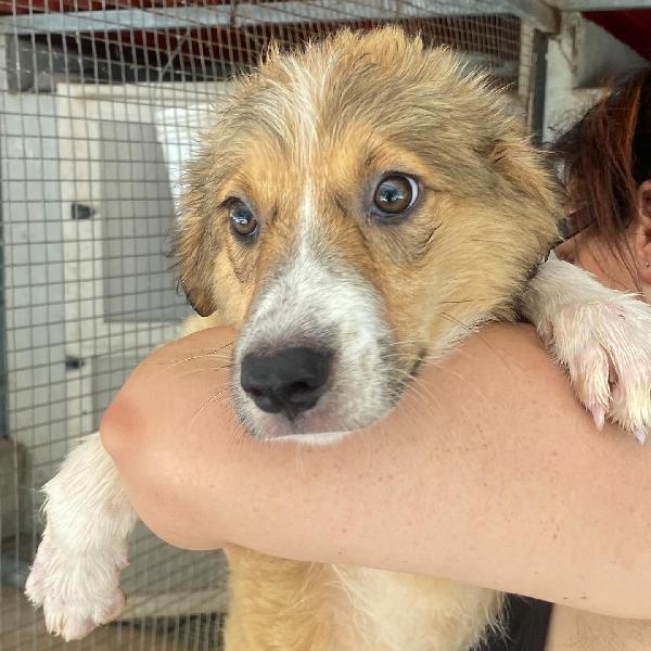 Loretta cucciolotta 2 mesi cerca casa - adozione canile di Latina Foto 2