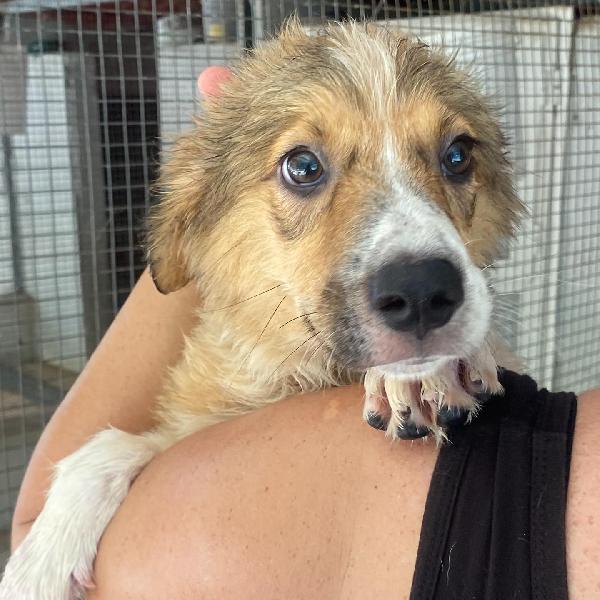 Loretta cucciolotta 2 mesi cerca casa - adozione canile di Latina Foto 3