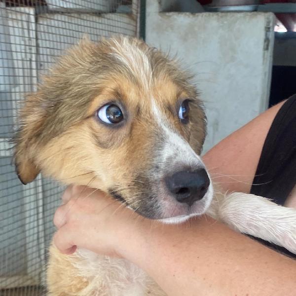Loretta cucciolotta 2 mesi cerca casa - adozione canile di Latina Foto 4
