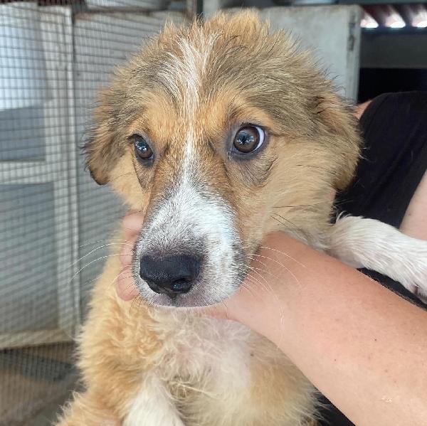 Loretta cucciolotta 2 mesi cerca casa - adozione canile di Latina Foto 5