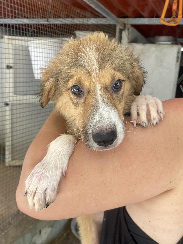 Loretta cucciolotta 2 mesi cerca casa - adozione canile di Latina Foto 6