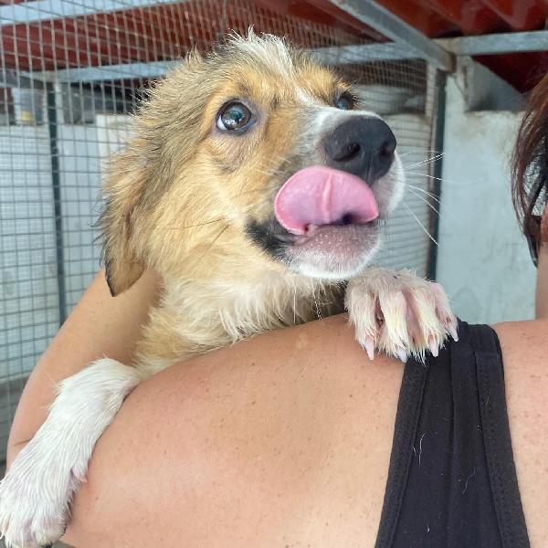 Loretta cucciolotta 2 mesi cerca casa - adozione canile di Latina Foto 7