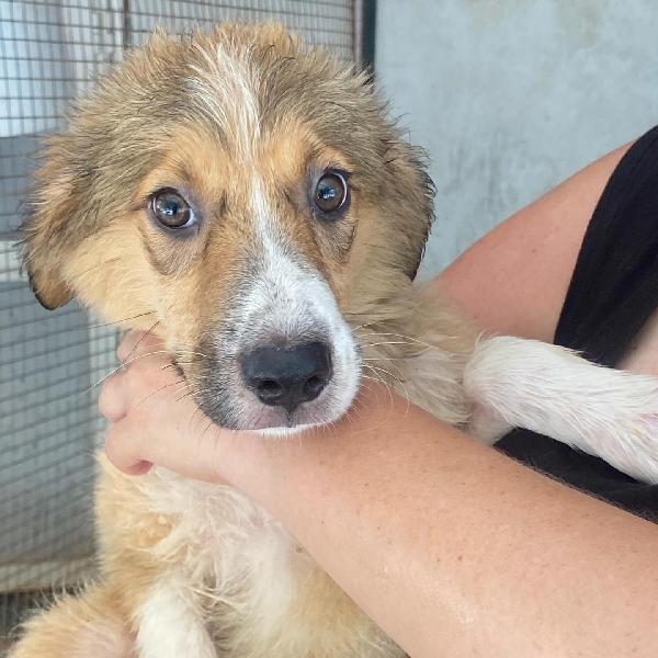 Loretta cucciolotta 2 mesi cerca casa - adozione canile di Latina Foto 8
