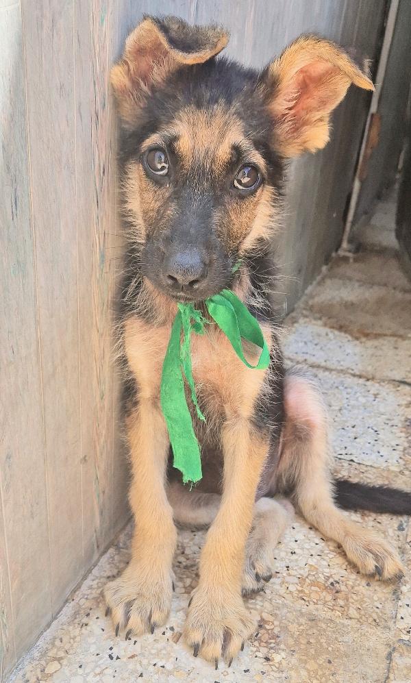 Cara Mamma,Anch'io Ho Un Cuore Come Gli Altri Cuccioli....