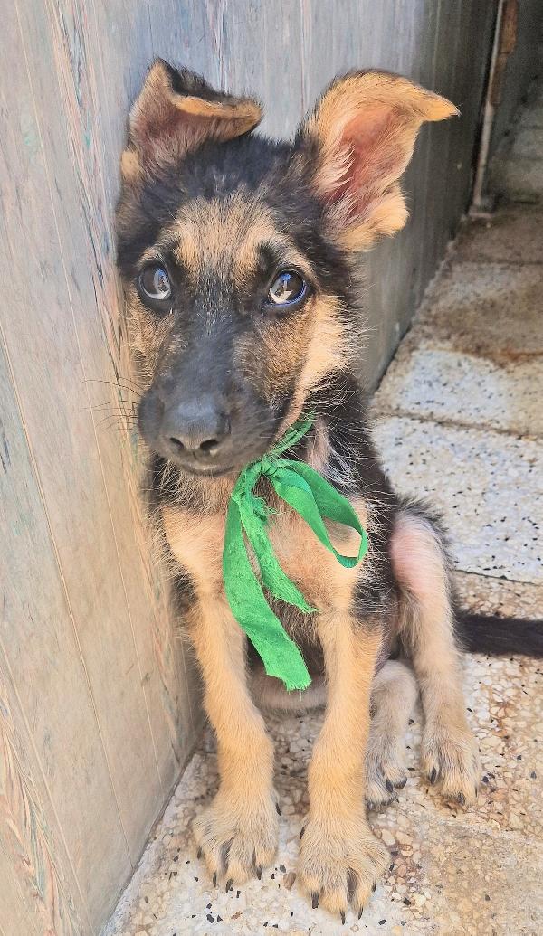 CARA MAMMA,ANCH'IO HO UN CUORE COME GLI ALTRI CUCCIOLI.... Foto 2