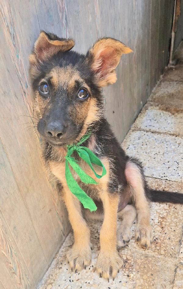 CARA MAMMA,ANCH'IO HO UN CUORE COME GLI ALTRI CUCCIOLI.... Foto 3