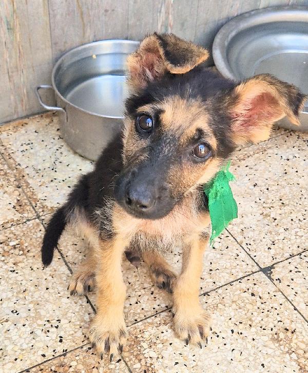 CARA MAMMA,ANCH'IO HO UN CUORE COME GLI ALTRI CUCCIOLI.... Foto 4