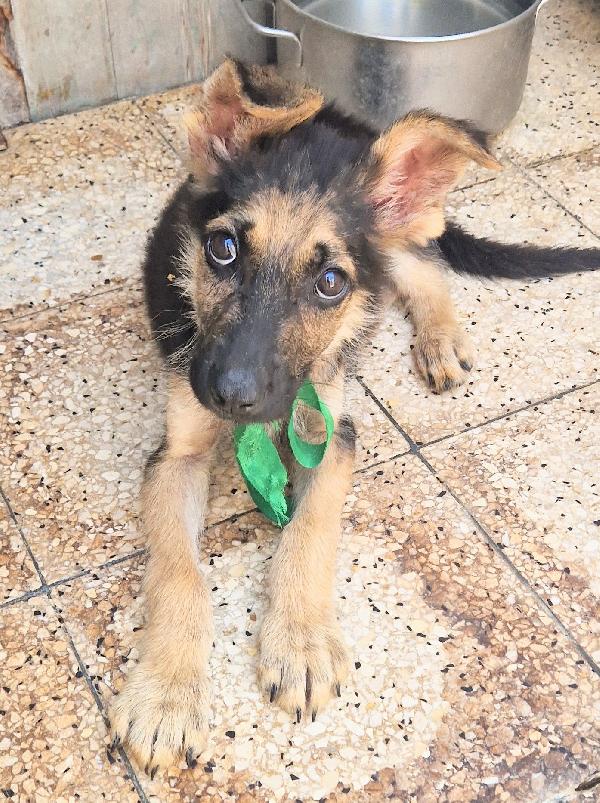 CARA MAMMA,ANCH'IO HO UN CUORE COME GLI ALTRI CUCCIOLI.... Foto 5
