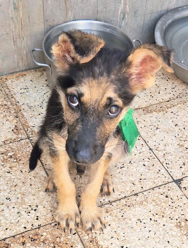 CARA MAMMA,ANCH'IO HO UN CUORE COME GLI ALTRI CUCCIOLI.... Foto 6