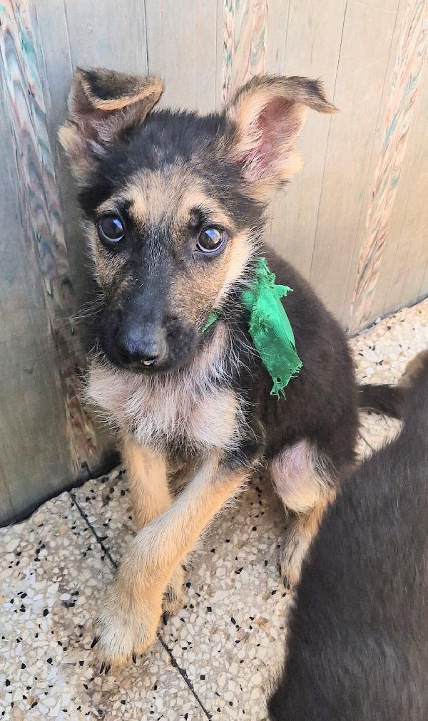 CARA MAMMA,ANCH'IO HO UN CUORE COME GLI ALTRI CUCCIOLI.... Foto 7