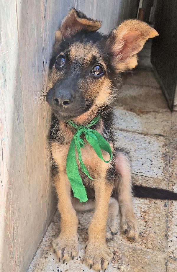 CARA MAMMA,ANCH'IO HO UN CUORE COME GLI ALTRI CUCCIOLI.... Foto 8