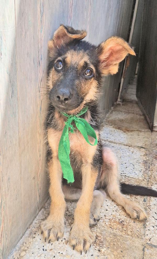 CARA MAMMA,ANCH'IO HO UN CUORE COME GLI ALTRI CUCCIOLI.... Foto 9