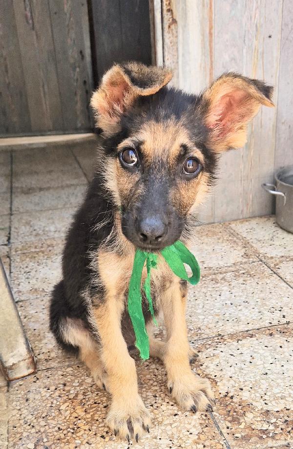 CARA MAMMA,ANCH'IO HO UN CUORE COME GLI ALTRI CUCCIOLI.... Foto 10