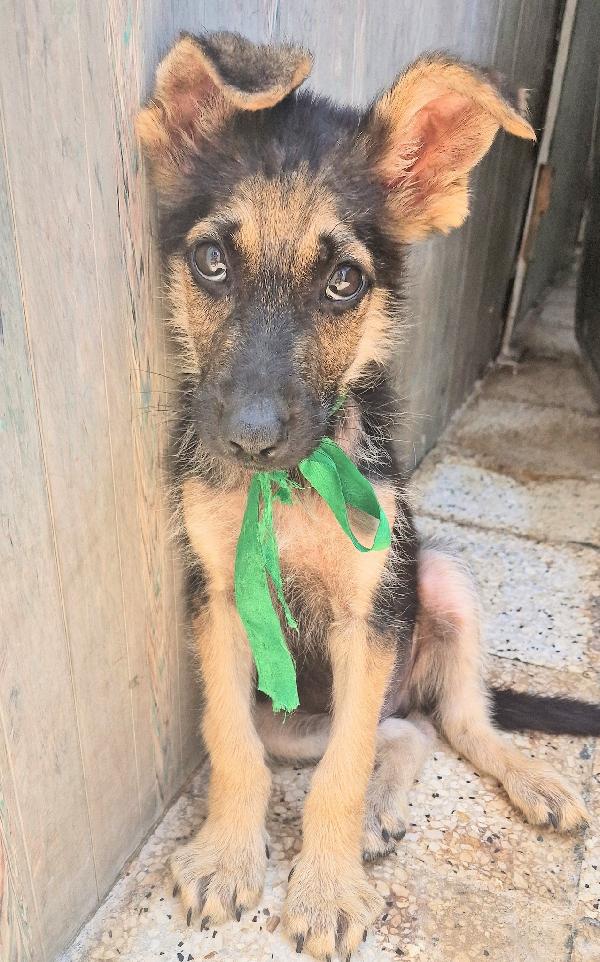 CARA MAMMA,ANCH'IO HO UN CUORE COME GLI ALTRI CUCCIOLI.... Foto 11