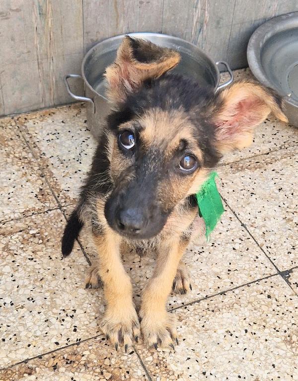 CARA MAMMA,ANCH'IO HO UN CUORE COME GLI ALTRI CUCCIOLI.... Foto 12