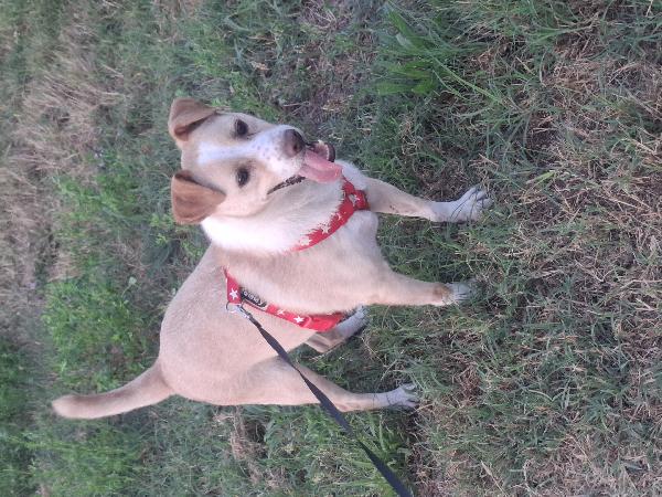 BIRILLO SPLENDIDO SIMPATICO CAGNOLINO CERCA FAMIGLIA Foto 3
