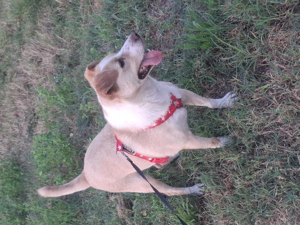 BIRILLO SPLENDIDO SIMPATICO CAGNOLINO CERCA FAMIGLIA Foto 4