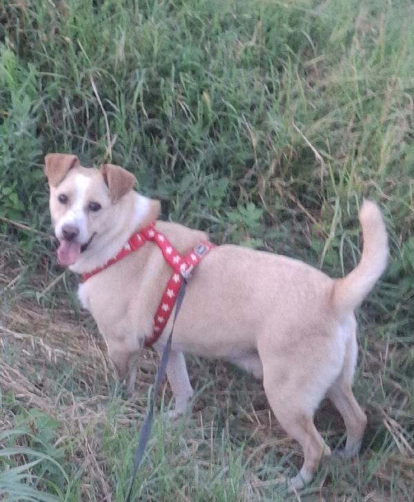 BIRILLO SPLENDIDO SIMPATICO CAGNOLINO CERCA FAMIGLIA Foto 5