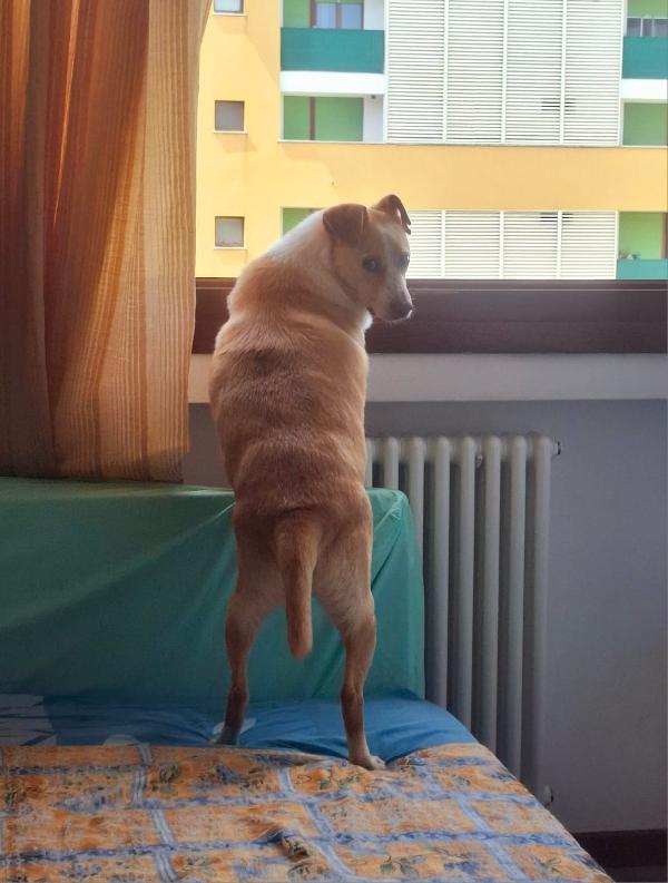 BIRILLO SPLENDIDO SIMPATICO CAGNOLINO CERCA FAMIGLIA Foto 6