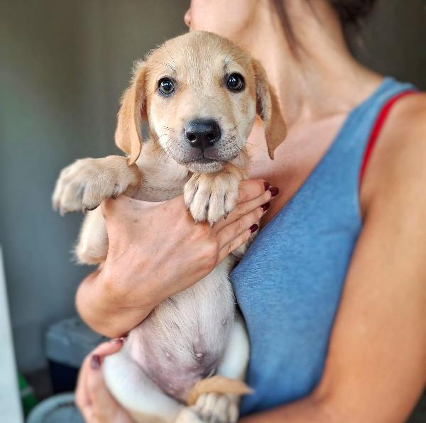 Toffee 💙🐾💙 Foto 2
