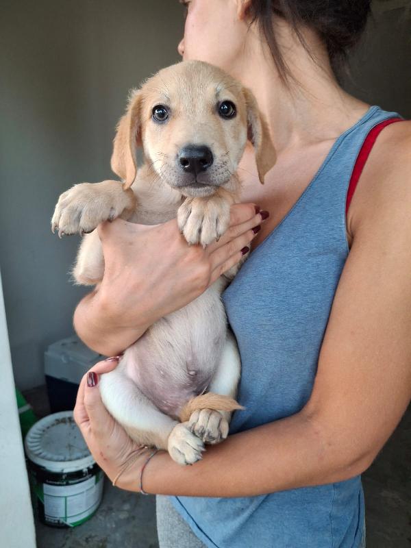 Toffee 💙🐾💙 Foto 4