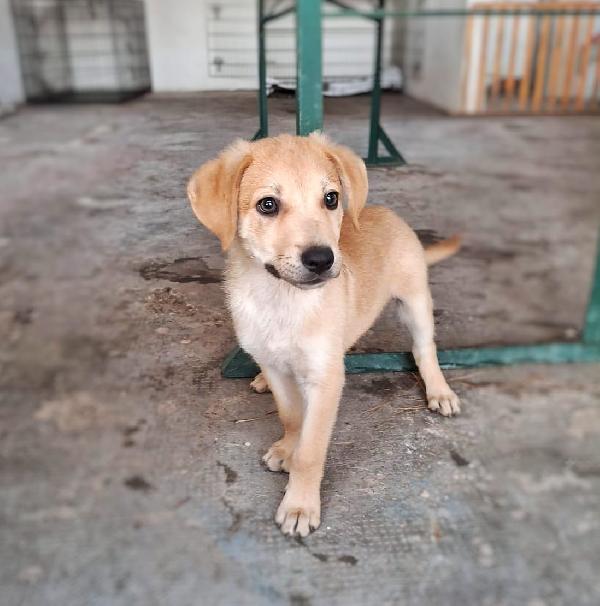 Toffee 💙🐾💙 Foto 5