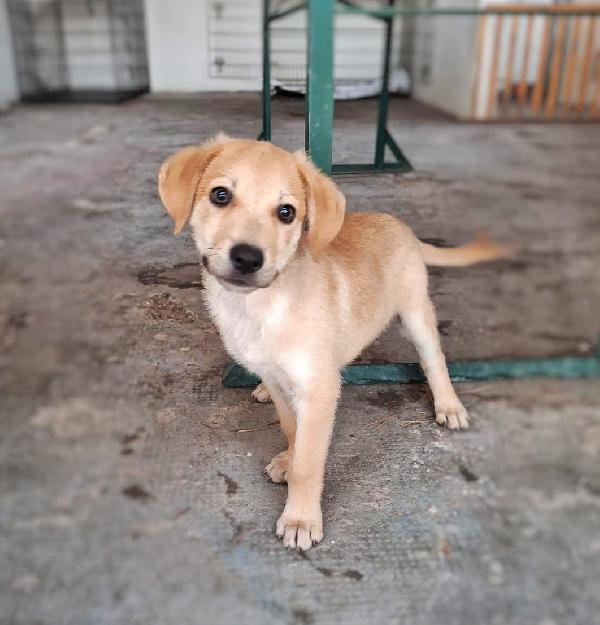 Toffee 💙🐾💙 Foto 6
