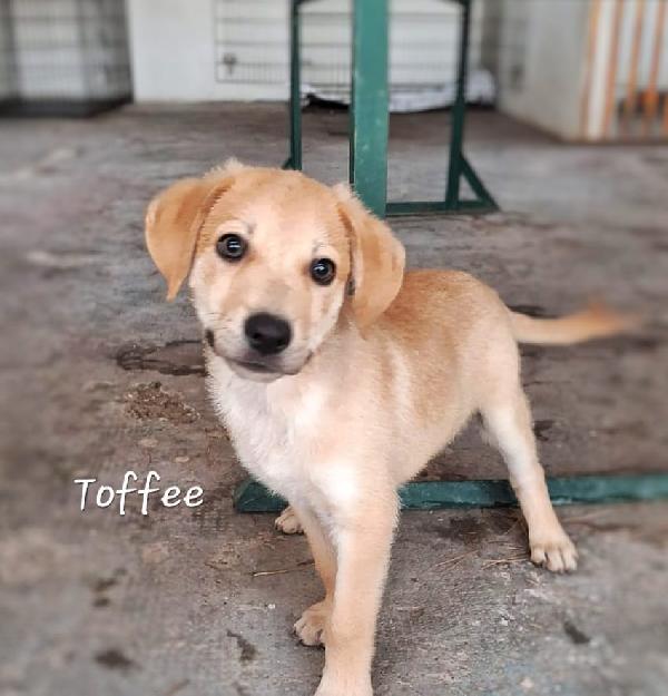Toffee 💙🐾💙 Foto 7
