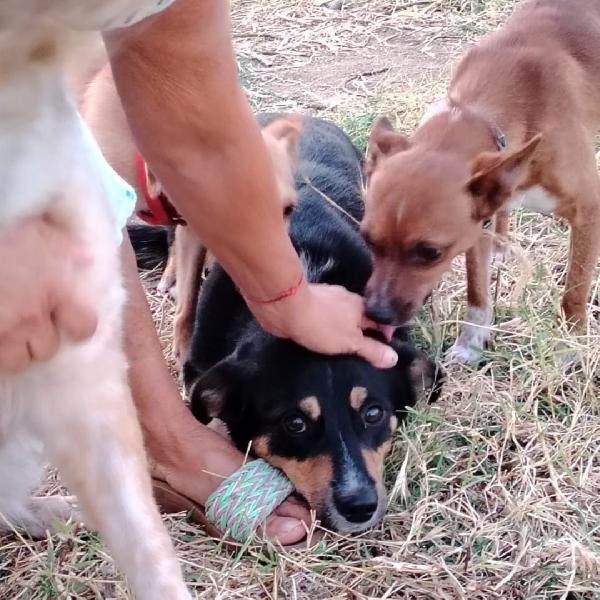 Oscar, un concentrato di allegria Foto 3
