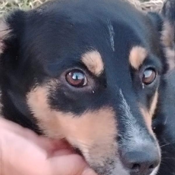 Oscar, un concentrato di allegria Foto 4
