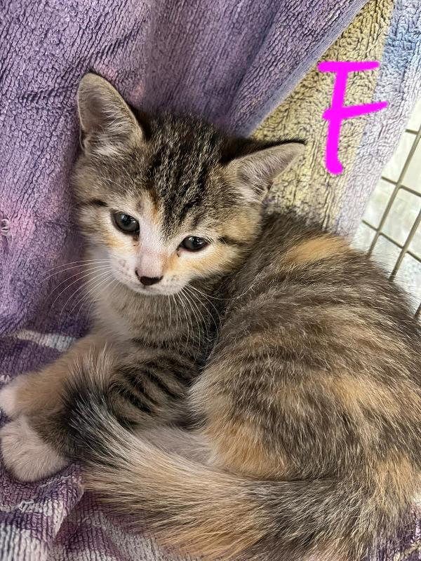 TANTI MICINI IN ADOZIONE Foto 2