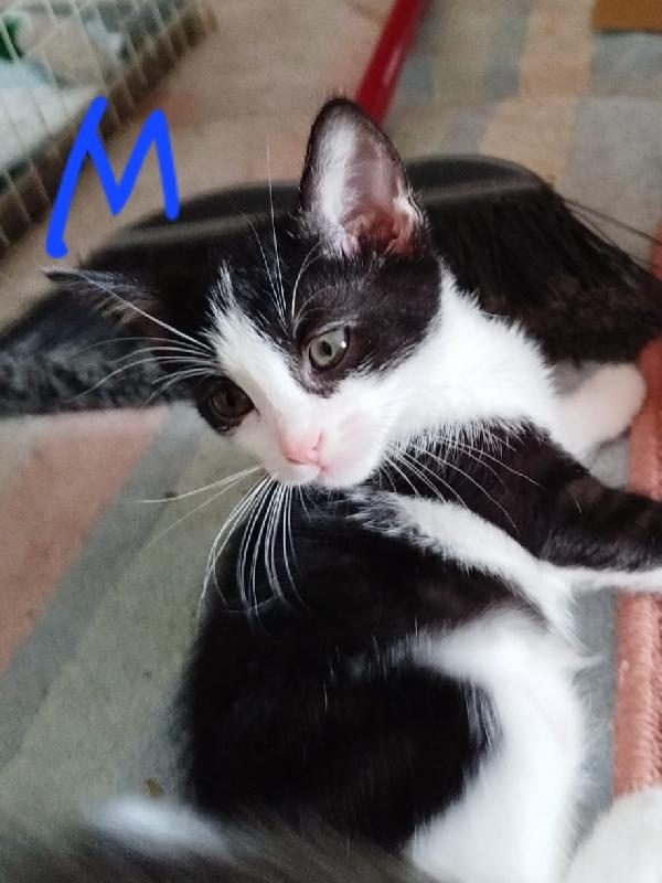 TANTI MICINI IN ADOZIONE Foto 5